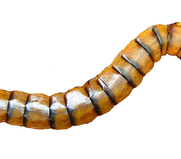 A centipede